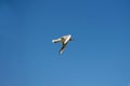 Sea gull in flight against the blue sky Royalty Free Stock Photo