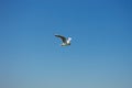 Sea gull in flight against the blue sky Royalty Free Stock Photo