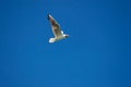 Sea gull in flight against the blue sky Royalty Free Stock Photo