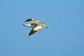 Sea gull in flight against blue sky at Jaffna Sri Lanka. Royalty Free Stock Photo