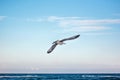 The sea gull in flight against natural blue sky background. Royalty Free Stock Photo