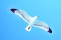 Sea gull in flight on a blue sky Royalty Free Stock Photo