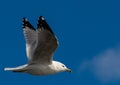 Sea Gull in flight with a bright blue sky background Royalty Free Stock Photo