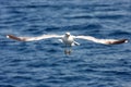 Sea gull in flight Royalty Free Stock Photo