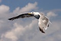 Sea gull in flight Royalty Free Stock Photo