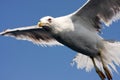 Sea gull in flight Royalty Free Stock Photo