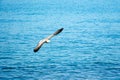 Sea gull in flight over the sea