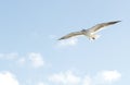 Sea Gull in flight Royalty Free Stock Photo