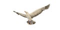 Sea gull in flight on a white background. Watercolor illustration of an albatross in the sky. A flying bird, big and