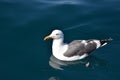 Sea Gull Royalty Free Stock Photo