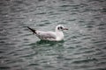 Sea gull floats on the sea, it is snowing.