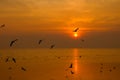 Sea gull fly over the sunset travel Royalty Free Stock Photo