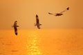 Sea gull fly over the sunset travel thailand Royalty Free Stock Photo