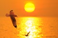 Sea gull fly over the sunset travel thailand Royalty Free Stock Photo