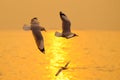 Sea gull fly over the sunset travel thailand Royalty Free Stock Photo