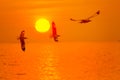 Sea gull fly over the sunset travel thailand Royalty Free Stock Photo