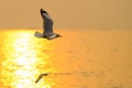 Sea gull fly over the sunset in thailand Royalty Free Stock Photo