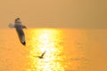 Sea gull fly over the sunset travel Royalty Free Stock Photo