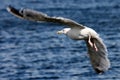 Sea-gull Flying Royalty Free Stock Photo
