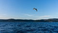 Sea gull flying about the Adriatic sea