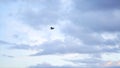 Sea gull flying away on cloudy, blue sky background, freedom concept. Stock. Beautiful gull bird soaring through the Royalty Free Stock Photo