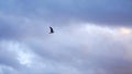 Sea gull flying away on cloudy, blue sky background, freedom concept. Stock. Beautiful gull bird soaring through the Royalty Free Stock Photo