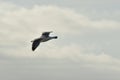 Sea gull flying beautifull sky and light nature wildlife Royalty Free Stock Photo