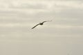 Sea gull flying beautifull sky and light nature wildlife Royalty Free Stock Photo