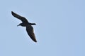 Sea Gull flying on blue sky chile south america Royalty Free Stock Photo