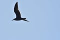 Sea Gull flying on blue sky chile south america Royalty Free Stock Photo