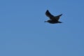 Sea Gull flying on blue sky chile south america Royalty Free Stock Photo