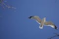 A Sea Gull Flying in the Blue Sky at Eliis Island Royalty Free Stock Photo