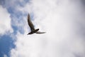 While sea gull flying cloudy sky Royalty Free Stock Photo