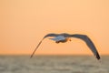 Sea gull flying Royalty Free Stock Photo