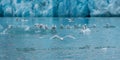 Greenland, sea gull flying in front of a glacier surrounded by more seagulls