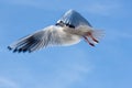 Sea gull flying high in sky Royalty Free Stock Photo