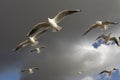 Sea-gull flying in Hyde Park.