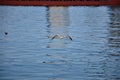 Sea gull flying low under the adriatic sea.Calm adriatic sea and bird flying ower it Royalty Free Stock Photo