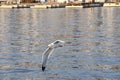 Sea gull flying low under the adriatic sea.Calm adriatic sea and bird flying ower it Royalty Free Stock Photo