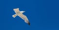 Sea gull flying with open wings, clear blue sky background Royalty Free Stock Photo