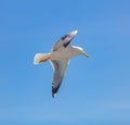 Sea gull flying with open wings, clear blue sky background Royalty Free Stock Photo