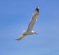 Sea gull flying with open wings, clear blue sky background Royalty Free Stock Photo