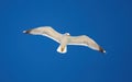 Sea gull flying with open wings, clear blue sky background Royalty Free Stock Photo