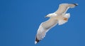 Sea gull flying with open wings, clear blue sky background Royalty Free Stock Photo