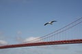 Sea gull flying over Golden Gate Bridge Royalty Free Stock Photo