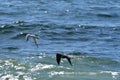 Sea Gull flying over Ocean chile south America Royalty Free Stock Photo