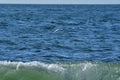 Sea Gull flying over Ocean chile south America Royalty Free Stock Photo