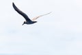 Sea gull flying Royalty Free Stock Photo
