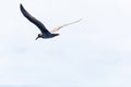 Sea gull flying