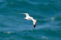 Sea Gull flying over the sea close to the shore. Royalty Free Stock Photo